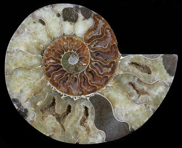 Cut Ammonite Fossil (Half) - Agatized #54343